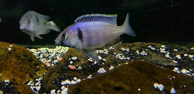 Placidochromis electra 'Likoma Island'
